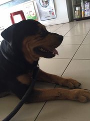 Simba - Rottweiler Dog