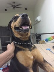 Simba - Rottweiler Dog