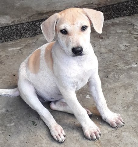 Mimi - Labrador Retriever Mix Dog