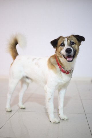 Prince - Mixed Breed Dog