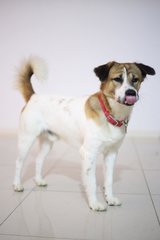 Prince - Mixed Breed Dog