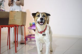 Prince - Mixed Breed Dog