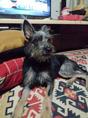 Shivanyah - Mixed Breed Dog