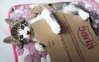 I love cardboard boxes! 