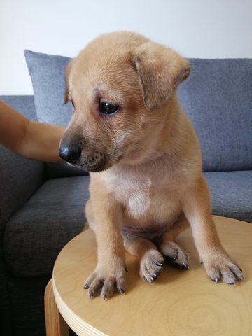 Male Puppies - Mixed Breed Dog