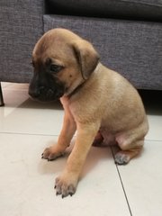 Male Puppies - Mixed Breed Dog