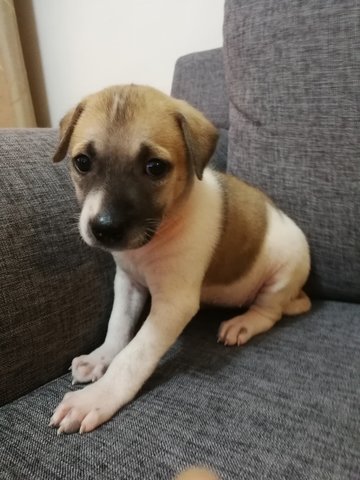 Male &amp; Female - Mixed Breed Dog