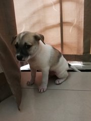 Male &amp; Female - Mixed Breed Dog