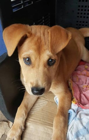 Cheryl - Yellow Labrador Retriever Mix Dog