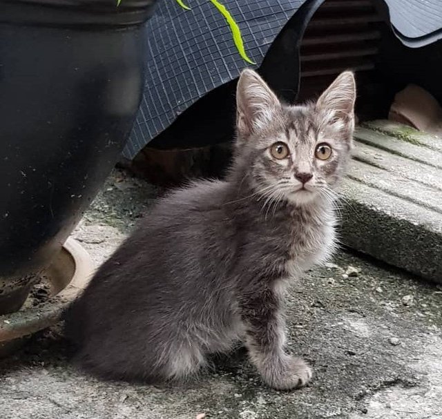 PF89448 - Domestic Long Hair Cat