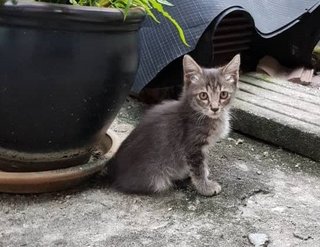 PF89448 - Domestic Long Hair Cat