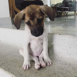 Baby Biscuit - Mixed Breed Dog