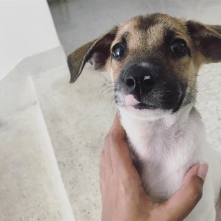 Baby Biscuit - Mixed Breed Dog