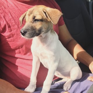 Baby Biscuit - Mixed Breed Dog