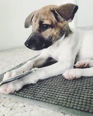 Baby Biscuit - Mixed Breed Dog