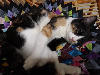 Sleeping on her favourite rattan chair