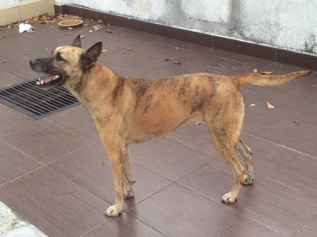 Brindle - Mixed Breed Dog