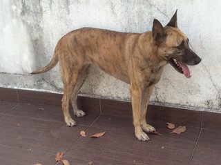 Brindle - Mixed Breed Dog