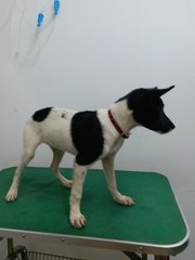 Gypsy - English Pointer Mix Dog