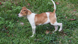 PF89468 - Mixed Breed Dog