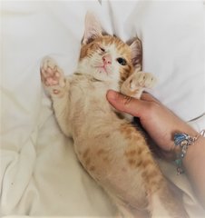 Rascal [In Petaling Jaya] - Tabby Cat