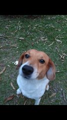 Happy - Mixed Breed Dog