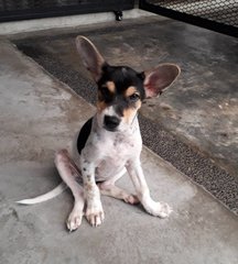 Mabel - Rat Terrier Mix Dog