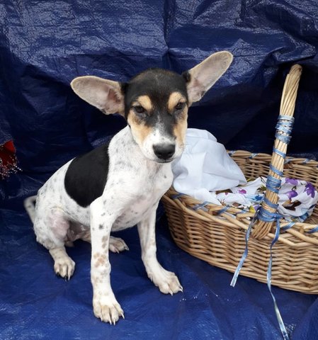 Mabel - Rat Terrier Mix Dog