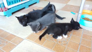 5 Kittens - Domestic Short Hair Cat