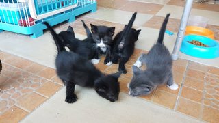 5 Kittens - Domestic Short Hair Cat