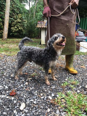 Caleb - Mixed Breed Dog