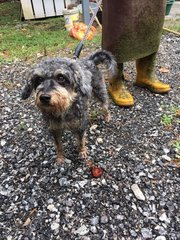 Caleb - Mixed Breed Dog