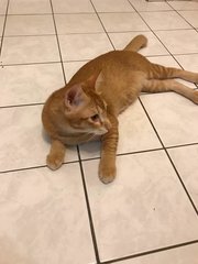 Leo - Domestic Short Hair Cat