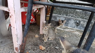 2 tabby kittens. Both long tails, friendly to human