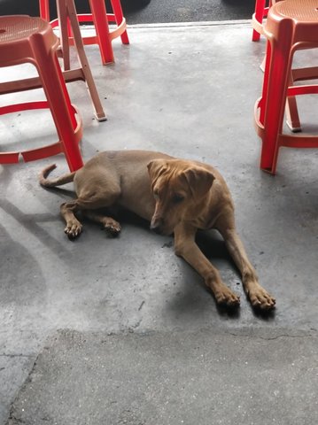 Unknown - Black Mouth Cur + Vizsla Dog