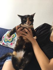 Frieda (Now Cici) - Domestic Short Hair Cat