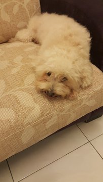 Sophie - Poodle Dog