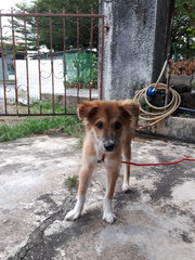 Super Friendly - Terrier Dog