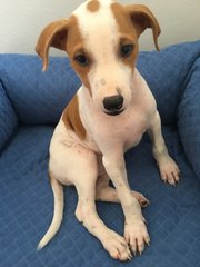 Eva  - Mixed Breed Dog