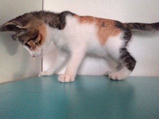 Deeni - Calico + Domestic Short Hair Cat