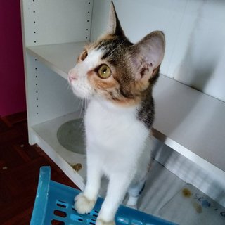 Deeni - Calico + Domestic Short Hair Cat