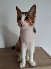 Deeni - Calico + Domestic Short Hair Cat