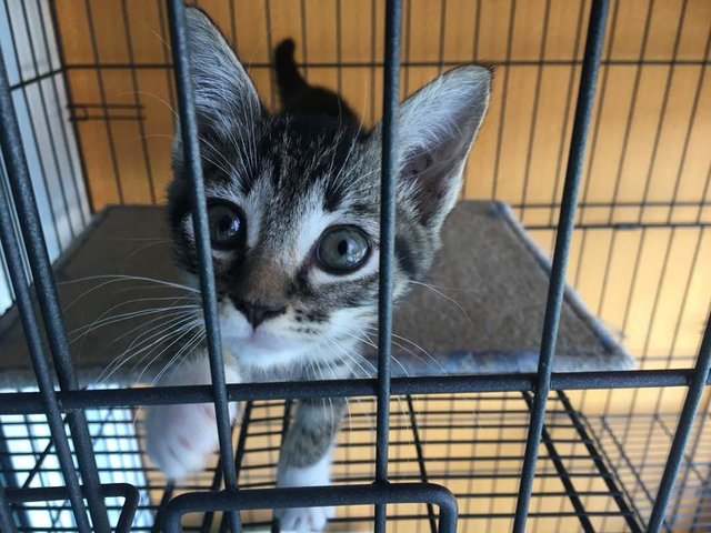 Cute Brown Kitten - Domestic Short Hair Cat