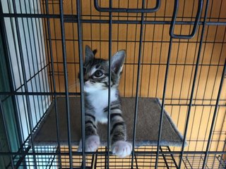 Cute Brown Kitten - Domestic Short Hair Cat