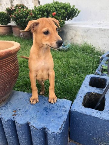 Pepper - Labrador Retriever Mix Dog