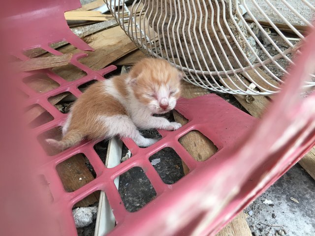 Eyes Not Opened New Born  - Domestic Short Hair Cat