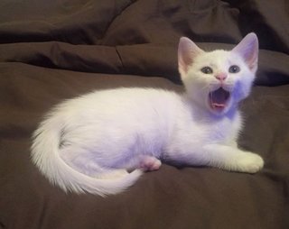 Snowflake  - Domestic Short Hair Cat