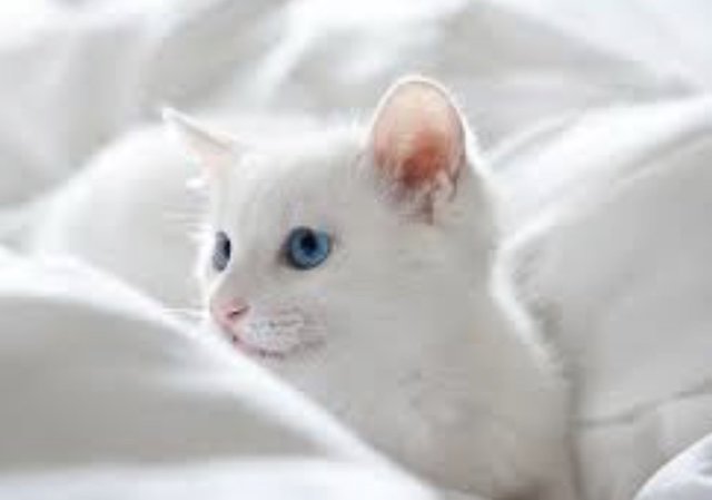 Snowflake  - Domestic Short Hair Cat