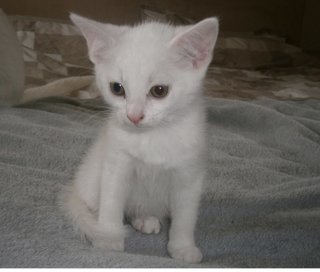 Snowflake  - Domestic Short Hair Cat