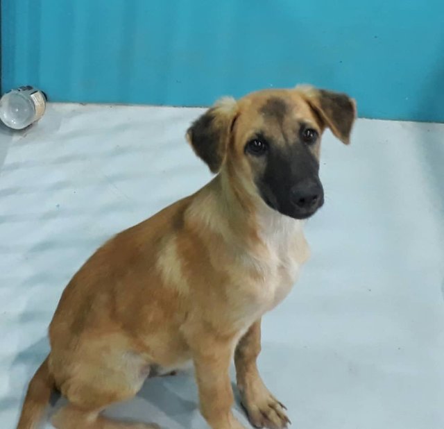 Cheerio - Belgian Shepherd Malinois Mix Dog